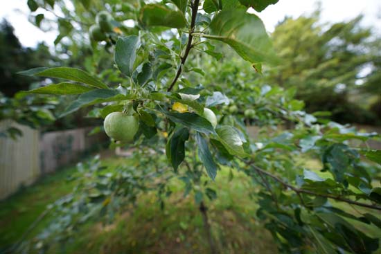 Sony FE 12-24mm F2.8 GM