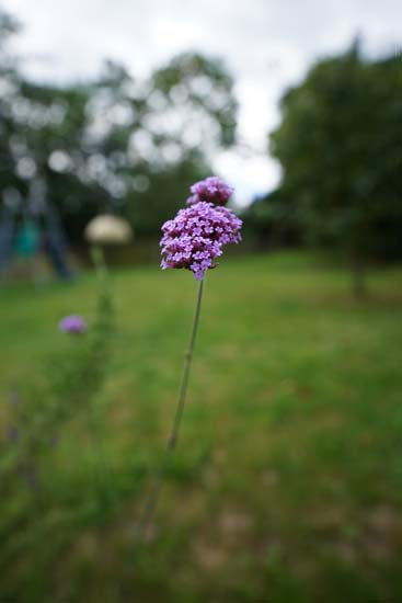 Sony FE 12-24mm F2.8 GM
