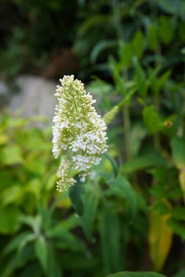 Sony FE 12-24mm F2.8 GM
