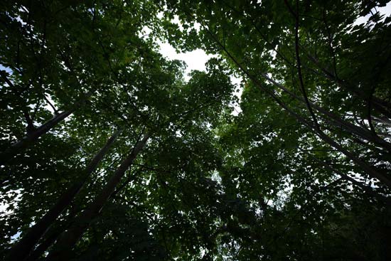 Sony FE 12-24mm F2.8 GM