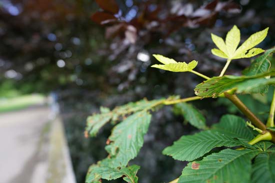 Sony FE 14mm F1.8 GM