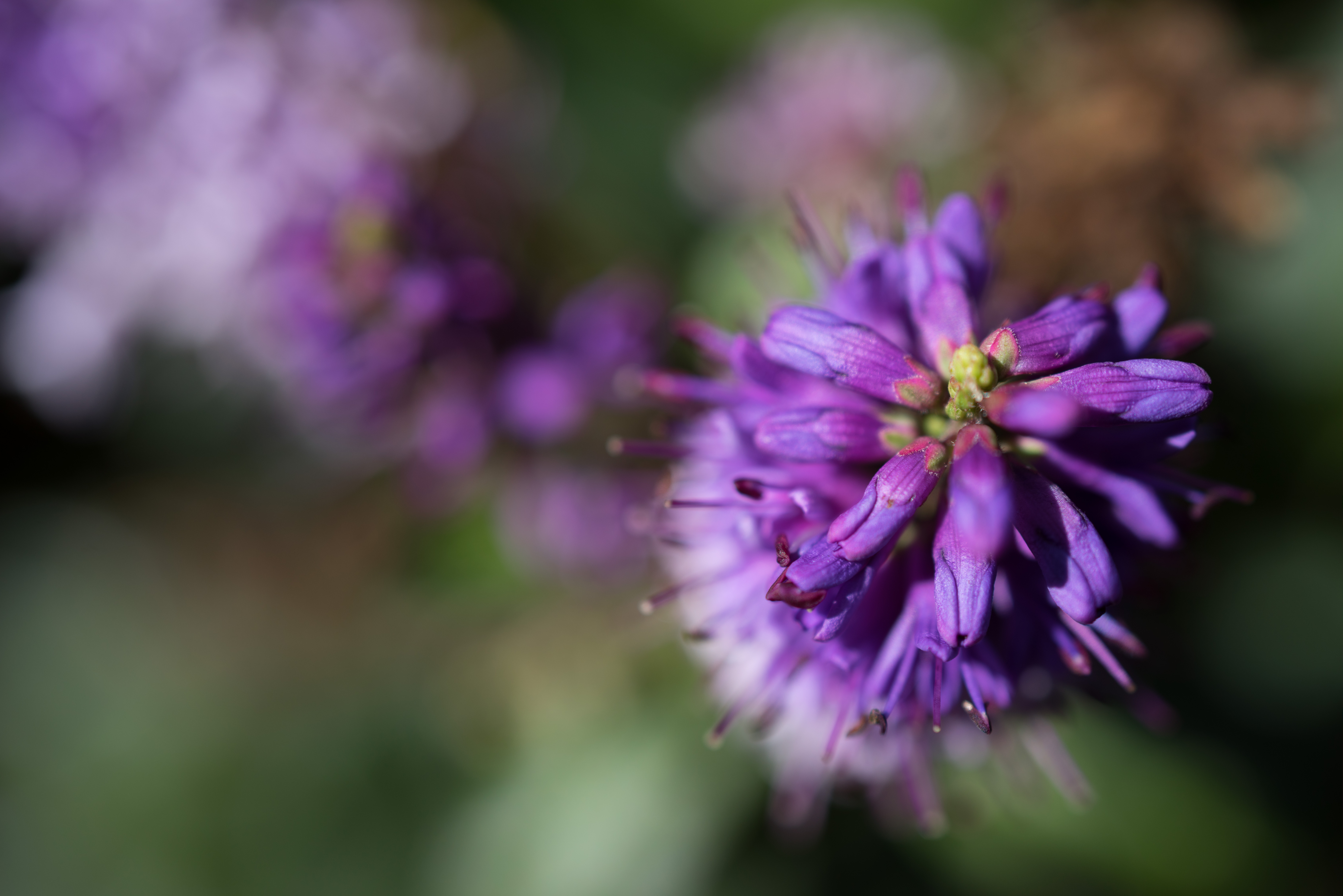 Sony FE 50mm F2.8 Macro Review - Sample Images | Photography Blog