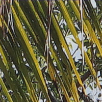 Sony_SELP28135G-sharpness-50mm-f5_6-centre_crop.jpg