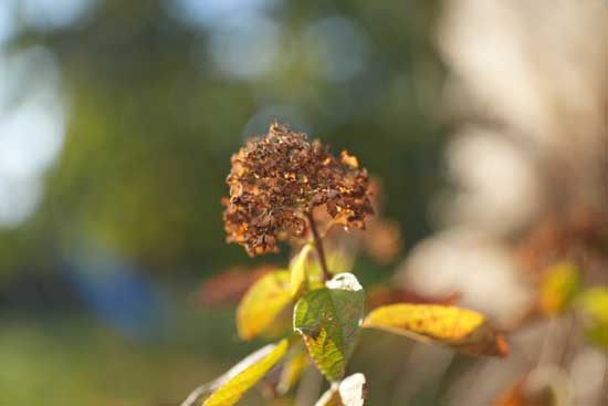 Viltrox AF 50mm F1.4 PRO