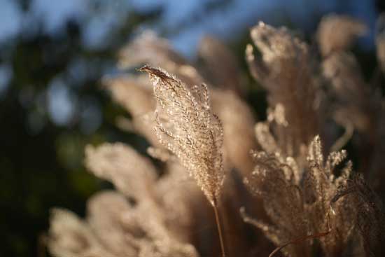 Viltrox AF 50mm F1.4 PRO