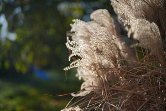 Viltrox AF 50mm F1.4 PRO