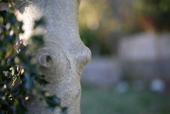 Viltrox AF 50mm F1.4 PRO