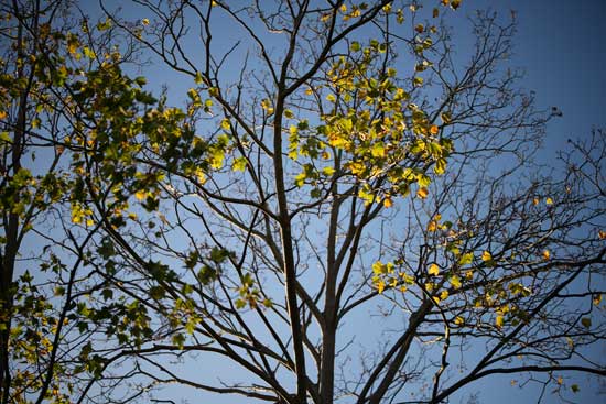 Viltrox AF 50mm F1.4 PRO