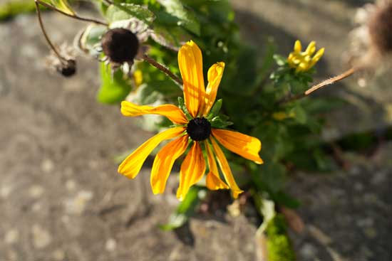 Viltrox AF 50mm F1.4 PRO