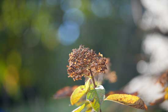 Viltrox AF 85mm F2.0 EVO