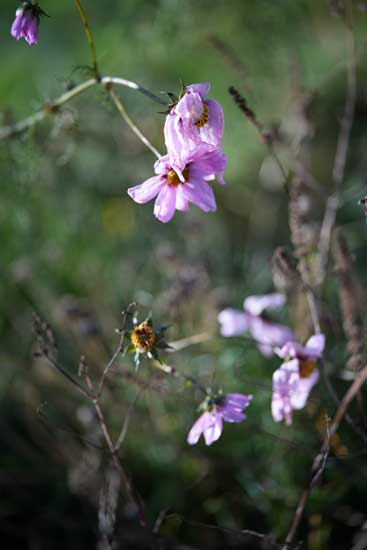 Viltrox AF 85mm F2.0 EVO