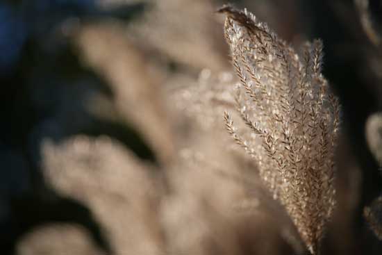 Viltrox AF 85mm F2.0 EVO