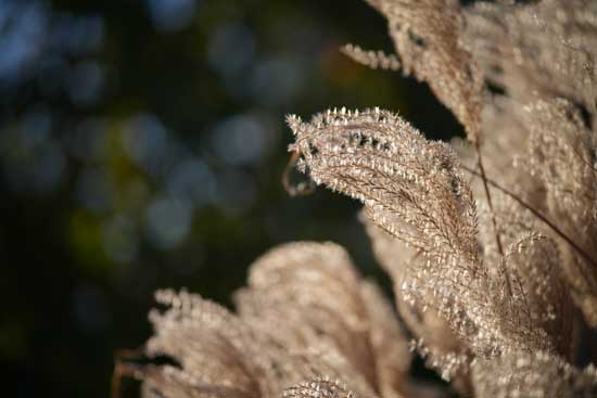 Viltrox AF 85mm F2.0 EVO