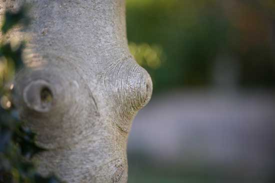 Viltrox AF 85mm F2.0 EVO