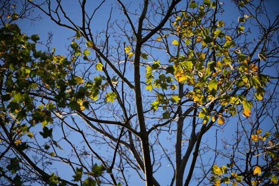 Viltrox AF 85mm F2.0 EVO