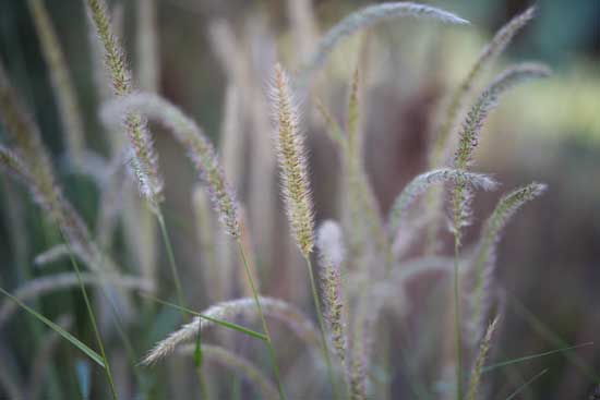 Viltrox AF 85mm F2.0 EVO